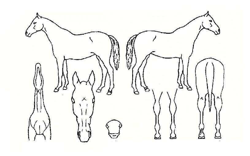 Ȧ¸®µå¸®¸ÓÀÇ Ãø¸é,¿ì¸é,µÞ¸é,µÎ»ó,´Ù¸®ÀÇ Æ¯Â¡µµÇØ