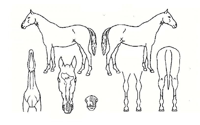 »ê´õ¹ÌÀÇ Ãø¸é,¿ì¸é,µÞ¸é,µÎ»ó,´Ù¸®ÀÇ Æ¯Â¡µµÇØ