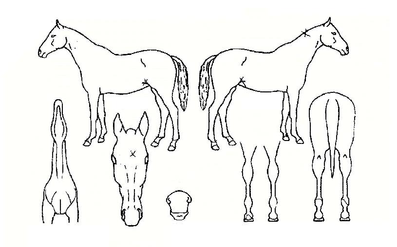 ÄɷηÎÀÇ Ãø¸é,¿ì¸é,µÞ¸é,µÎ»ó,´Ù¸®ÀÇ Æ¯Â¡µµÇØ