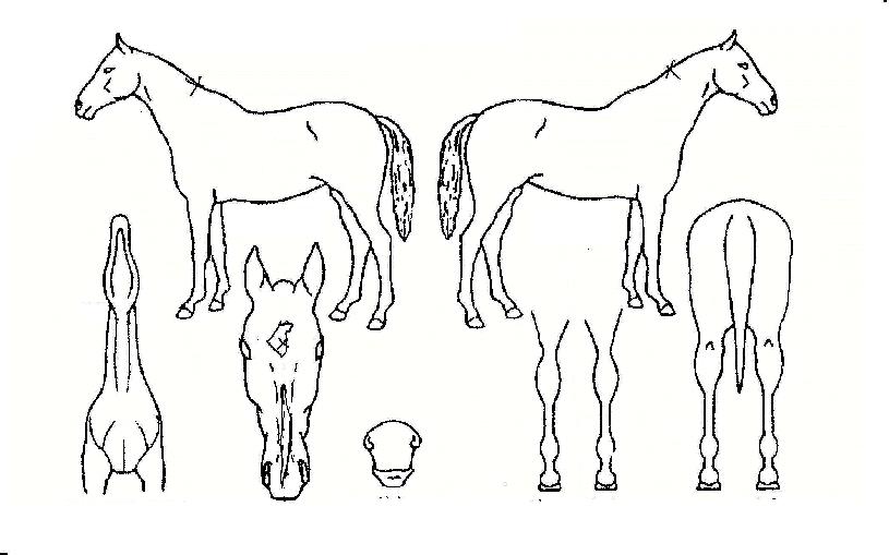 ºÒ²Éõ»çÀÇ Ãø¸é,¿ì¸é,µÞ¸é,µÎ»ó,´Ù¸®ÀÇ Æ¯Â¡µµÇØ