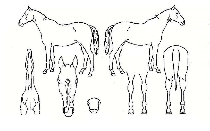 ½Ãµå¸Ó´ÏÀÇ Ãø¸é,¿ì¸é,µÞ¸é,µÎ»ó,´Ù¸®ÀÇ Æ¯Â¡µµÇØ