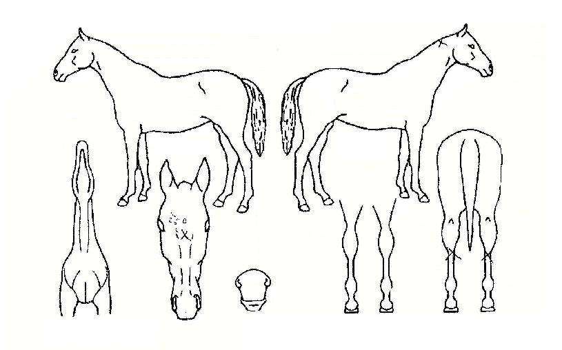 īƮ¸¶ÀÌÀÇ Ãø¸é,¿ì¸é,µÞ¸é,µÎ»ó,´Ù¸®ÀÇ Æ¯Â¡µµÇØ