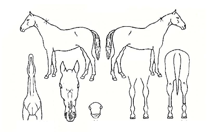 Ŭ¸®Å¶¿§ÀÚ¸¶ÀÇ Ãø¸é,¿ì¸é,µÞ¸é,µÎ»ó,´Ù¸®ÀÇ Æ¯Â¡µµÇØ