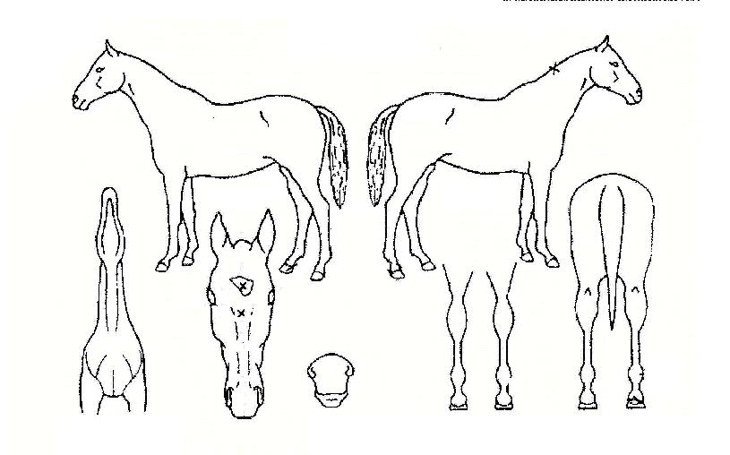 ³ªÅ»ÇǾîÀÇ Ãø¸é,¿ì¸é,µÞ¸é,µÎ»ó,´Ù¸®ÀÇ Æ¯Â¡µµÇØ