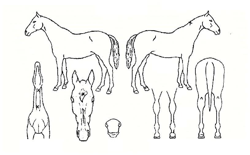 Àü½ÂÀÇ Ãø¸é,¿ì¸é,µÞ¸é,µÎ»ó,´Ù¸®ÀÇ Æ¯Â¡µµÇØ