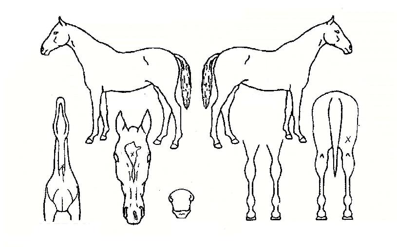 ÈÀÌÆ®½ºÅèÀÇ Ãø¸é,¿ì¸é,µÞ¸é,µÎ»ó,´Ù¸®ÀÇ Æ¯Â¡µµÇØ