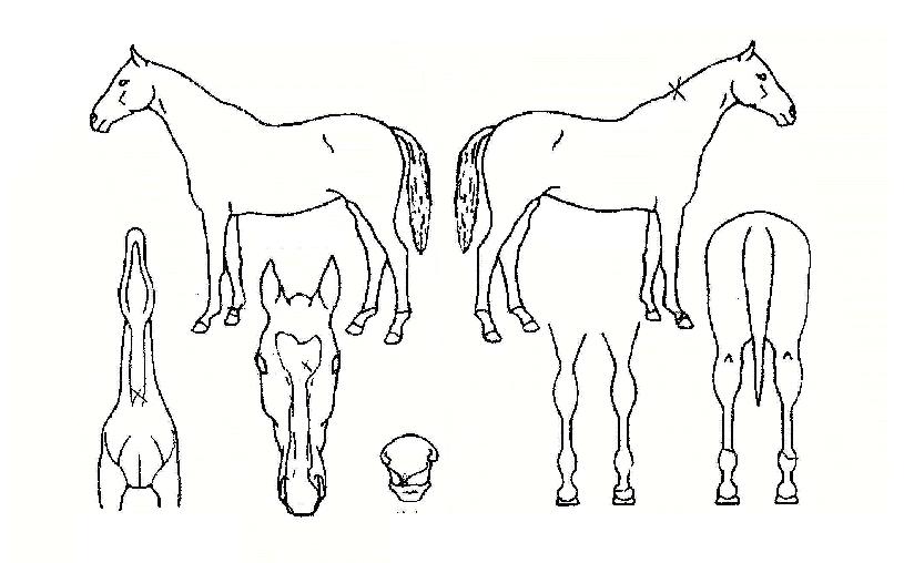 ´ë¸¶½ÅÀÇ Ãø¸é,¿ì¸é,µÞ¸é,µÎ»ó,´Ù¸®ÀÇ Æ¯Â¡µµÇØ