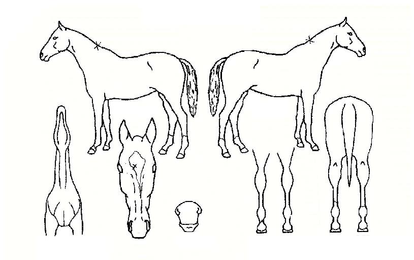 ¶ó¿Â¼ÎÀÌŰÀÇ Ãø¸é,¿ì¸é,µÞ¸é,µÎ»ó,´Ù¸®ÀÇ Æ¯Â¡µµÇØ