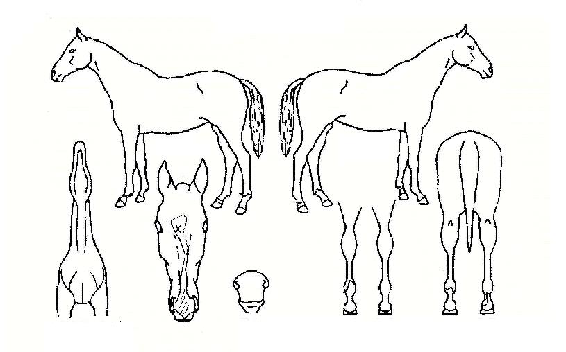 º£¸£³ªÀÇ Ãø¸é,¿ì¸é,µÞ¸é,µÎ»ó,´Ù¸®ÀÇ Æ¯Â¡µµÇØ