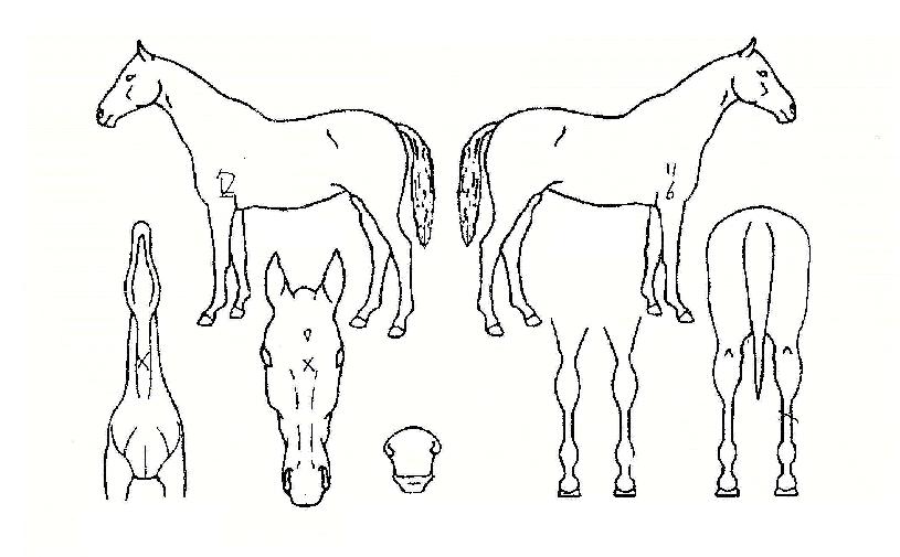 ¿¡Æ¼ÀÇ Ãø¸é,¿ì¸é,µÞ¸é,µÎ»ó,´Ù¸®ÀÇ Æ¯Â¡µµÇØ