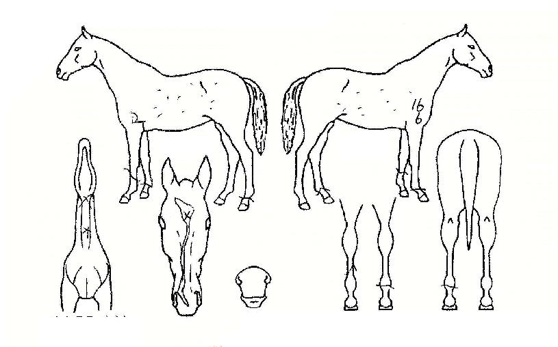 °ñµåÇåÅÍÀÇ Ãø¸é,¿ì¸é,µÞ¸é,µÎ»ó,´Ù¸®ÀÇ Æ¯Â¡µµÇØ