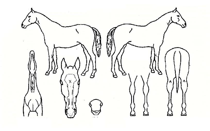 ½º³ë¿ìÆ÷ÀÇ Ãø¸é,¿ì¸é,µÞ¸é,µÎ»ó,´Ù¸®ÀÇ Æ¯Â¡µµÇØ