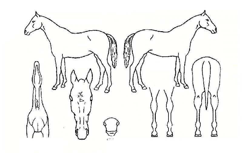 °¥¸Å±â²ÞÀÇ Ãø¸é,¿ì¸é,µÞ¸é,µÎ»ó,´Ù¸®ÀÇ Æ¯Â¡µµÇØ