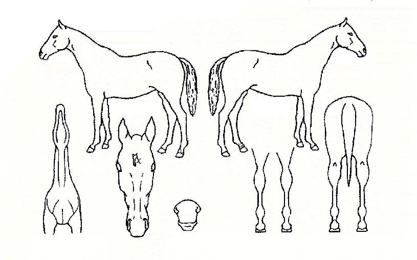 À§´×¸ÇÀÇ Ãø¸é,¿ì¸é,µÞ¸é,µÎ»ó,´Ù¸®ÀÇ Æ¯Â¡µµÇØ