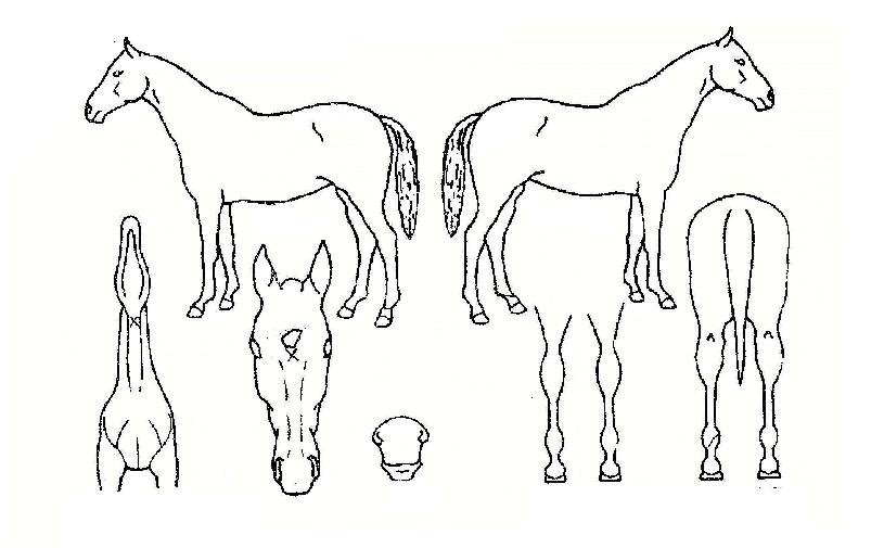 »õ·Î¿î¹«ÀûÀÇ Ãø¸é,¿ì¸é,µÞ¸é,µÎ»ó,´Ù¸®ÀÇ Æ¯Â¡µµÇØ