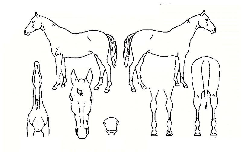 »ç¶û°ú¿µ±¤ÀÇ Ãø¸é,¿ì¸é,µÞ¸é,µÎ»ó,´Ù¸®ÀÇ Æ¯Â¡µµÇØ