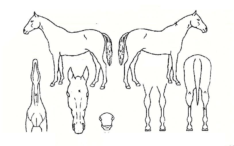 ±×¸°ÁÖ¾óÀÇ Ãø¸é,¿ì¸é,µÞ¸é,µÎ»ó,´Ù¸®ÀÇ Æ¯Â¡µµÇØ