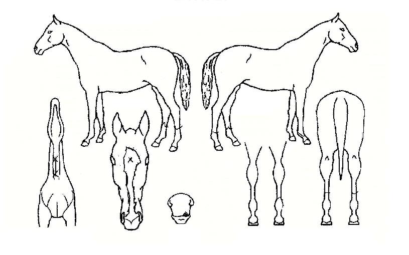 ³í½ºÅé·¯³ÊÀÇ Ãø¸é,¿ì¸é,µÞ¸é,µÎ»ó,´Ù¸®ÀÇ Æ¯Â¡µµÇØ