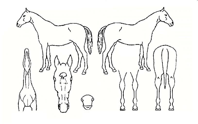 À§´×½ºÄµÀÇ Ãø¸é,¿ì¸é,µÞ¸é,µÎ»ó,´Ù¸®ÀÇ Æ¯Â¡µµÇØ