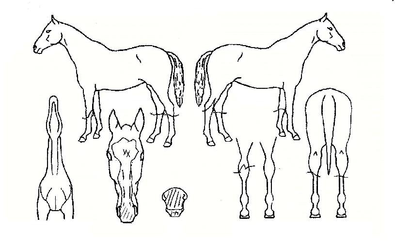 õ¹®µµÀÇ Ãø¸é,¿ì¸é,µÞ¸é,µÎ»ó,´Ù¸®ÀÇ Æ¯Â¡µµÇØ