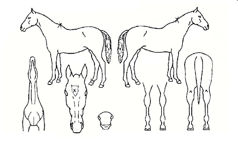 º¸·ÉÃàÁ¦ÀÇ Ãø¸é,¿ì¸é,µÞ¸é,µÎ»ó,´Ù¸®ÀÇ Æ¯Â¡µµÇØ