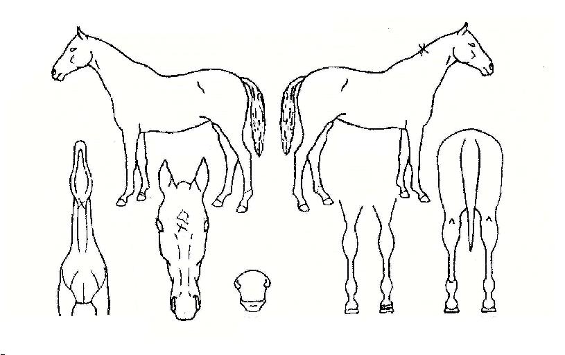 ¼±µÎ¹«ÀûÀÇ Ãø¸é,¿ì¸é,µÞ¸é,µÎ»ó,´Ù¸®ÀÇ Æ¯Â¡µµÇØ