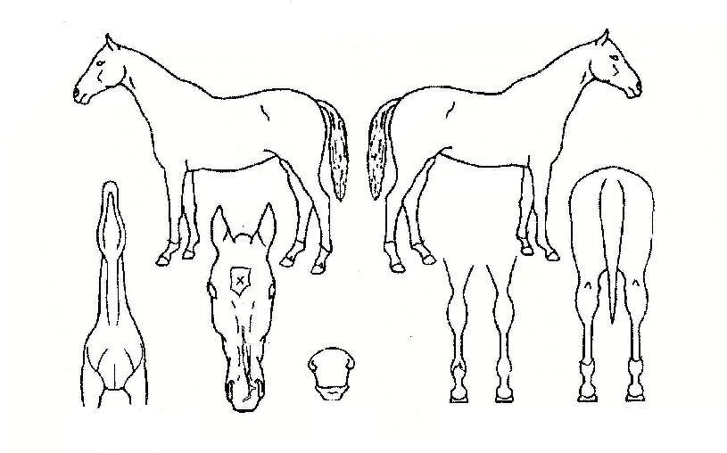 ¿À¿ùÀå¹ÌÀÇ Ãø¸é,¿ì¸é,µÞ¸é,µÎ»ó,´Ù¸®ÀÇ Æ¯Â¡µµÇØ