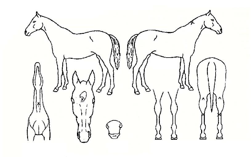 õµÕºûÀÇ Ãø¸é,¿ì¸é,µÞ¸é,µÎ»ó,´Ù¸®ÀÇ Æ¯Â¡µµÇØ