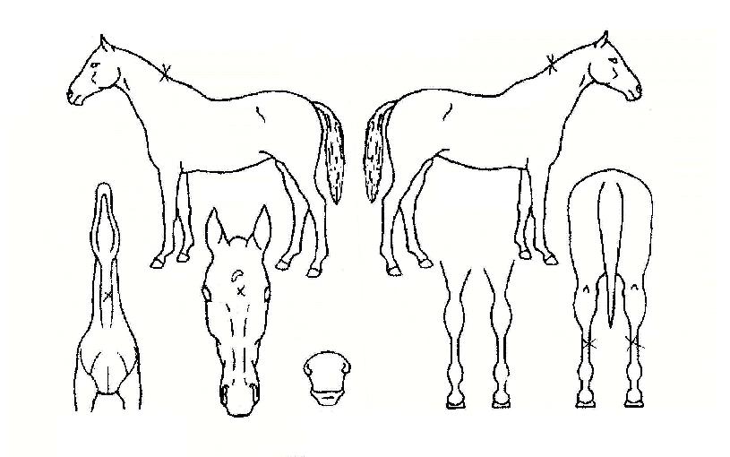 ·ç¸àÀÇ Ãø¸é,¿ì¸é,µÞ¸é,µÎ»ó,´Ù¸®ÀÇ Æ¯Â¡µµÇØ