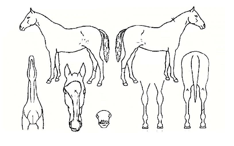 À§´ëÇÑ¿©¿ÕÀÇ Ãø¸é,¿ì¸é,µÞ¸é,µÎ»ó,´Ù¸®ÀÇ Æ¯Â¡µµÇØ