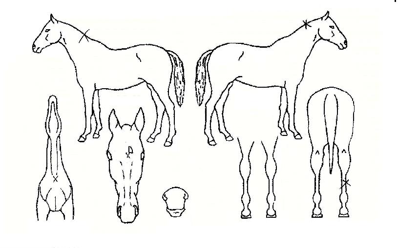 ¹ö´×ÇÏÆ®ÀÇ Ãø¸é,¿ì¸é,µÞ¸é,µÎ»ó,´Ù¸®ÀÇ Æ¯Â¡µµÇØ