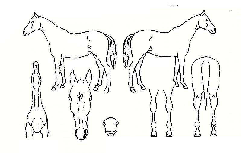 µà¾ÙÇÏÆ®ÀÇ Ãø¸é,¿ì¸é,µÞ¸é,µÎ»ó,´Ù¸®ÀÇ Æ¯Â¡µµÇØ