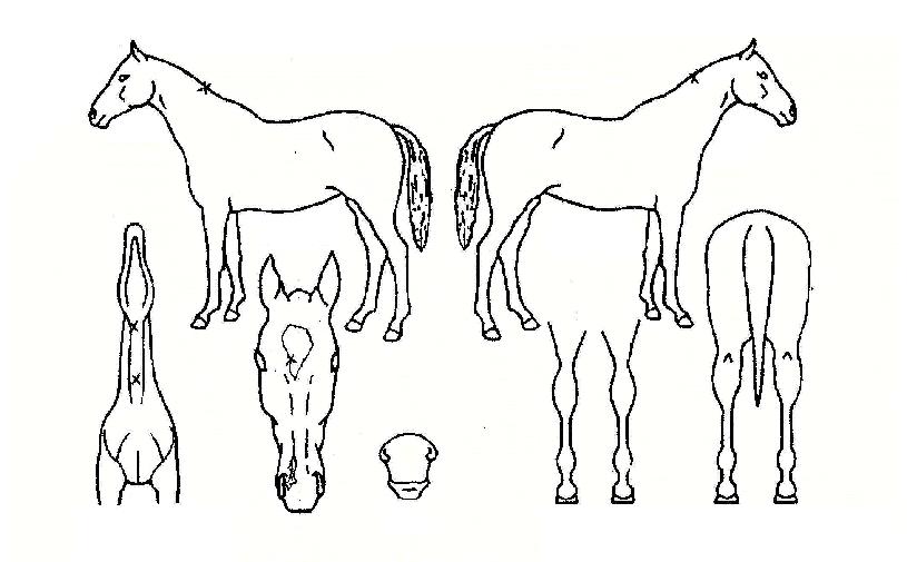 Æ÷¹°¼±ÀÇ Ãø¸é,¿ì¸é,µÞ¸é,µÎ»ó,´Ù¸®ÀÇ Æ¯Â¡µµÇØ