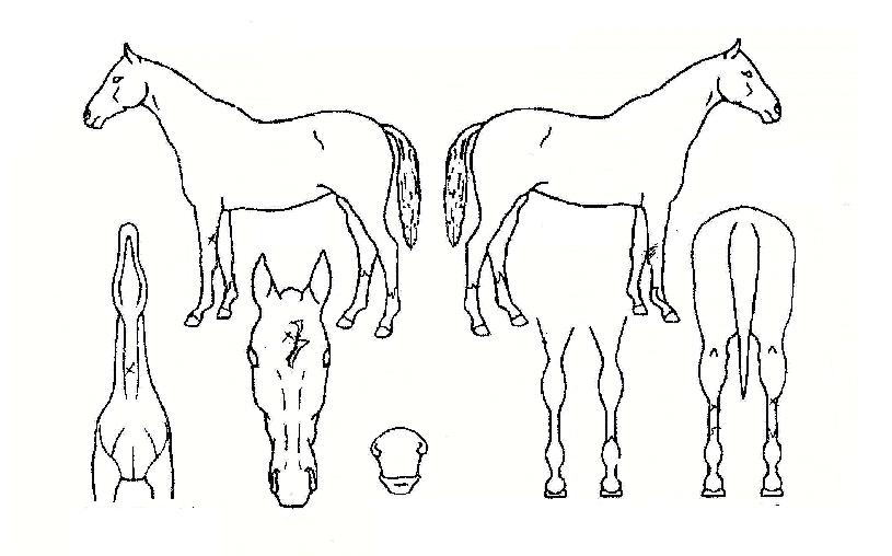 ž½ÃµåÀÇ Ãø¸é,¿ì¸é,µÞ¸é,µÎ»ó,´Ù¸®ÀÇ Æ¯Â¡µµÇØ