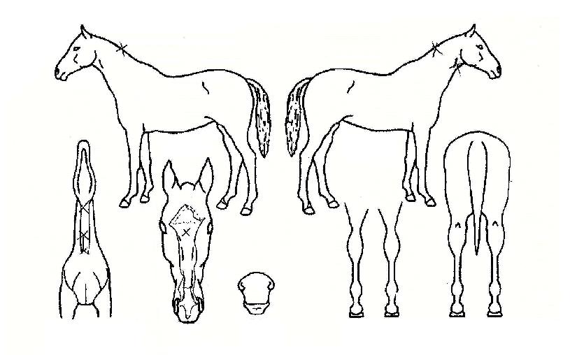 ½¬ÁîÇ÷Ѹ®ÇÈÀÚ¸¶ÀÇ Ãø¸é,¿ì¸é,µÞ¸é,µÎ»ó,´Ù¸®ÀÇ Æ¯Â¡µµÇØ