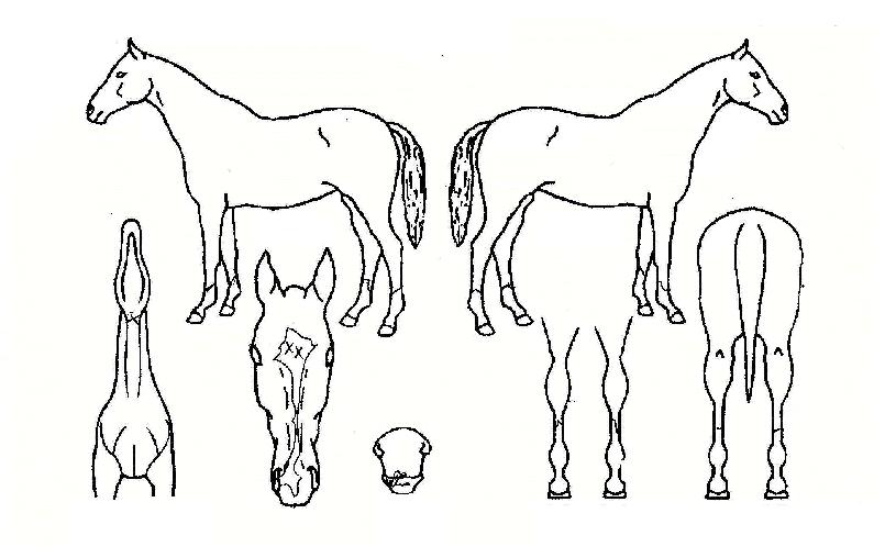 Áö»ó¹«ÀûÀÇ Ãø¸é,¿ì¸é,µÞ¸é,µÎ»ó,´Ù¸®ÀÇ Æ¯Â¡µµÇØ