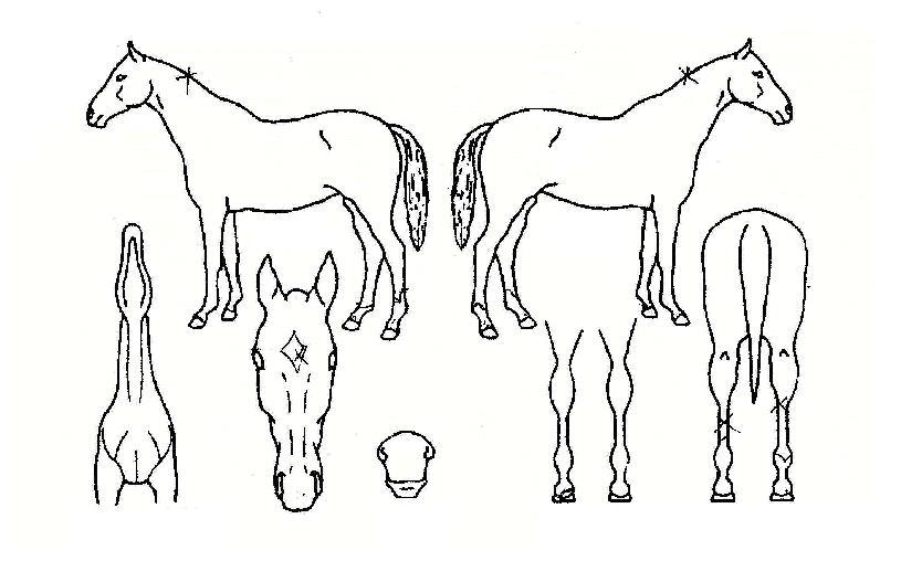 ÄËÅÍŰ°Ç¾ÆÀÇ Ãø¸é,¿ì¸é,µÞ¸é,µÎ»ó,´Ù¸®ÀÇ Æ¯Â¡µµÇØ