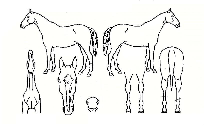 ¿¬È°æÀÚ¸¶ÀÇ Ãø¸é,¿ì¸é,µÞ¸é,µÎ»ó,´Ù¸®ÀÇ Æ¯Â¡µµÇØ