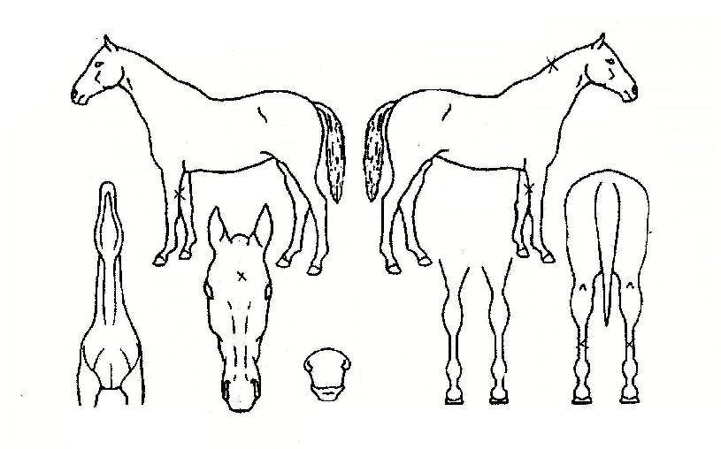 ¾Æ¸®»õÀÇ Ãø¸é,¿ì¸é,µÞ¸é,µÎ»ó,´Ù¸®ÀÇ Æ¯Â¡µµÇØ