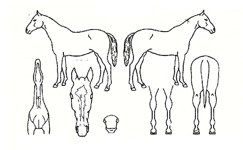 ºÒ¶ó¹ÙÀÇ Ãø¸é,¿ì¸é,µÞ¸é,µÎ»ó,´Ù¸®ÀÇ Æ¯Â¡µµÇØ