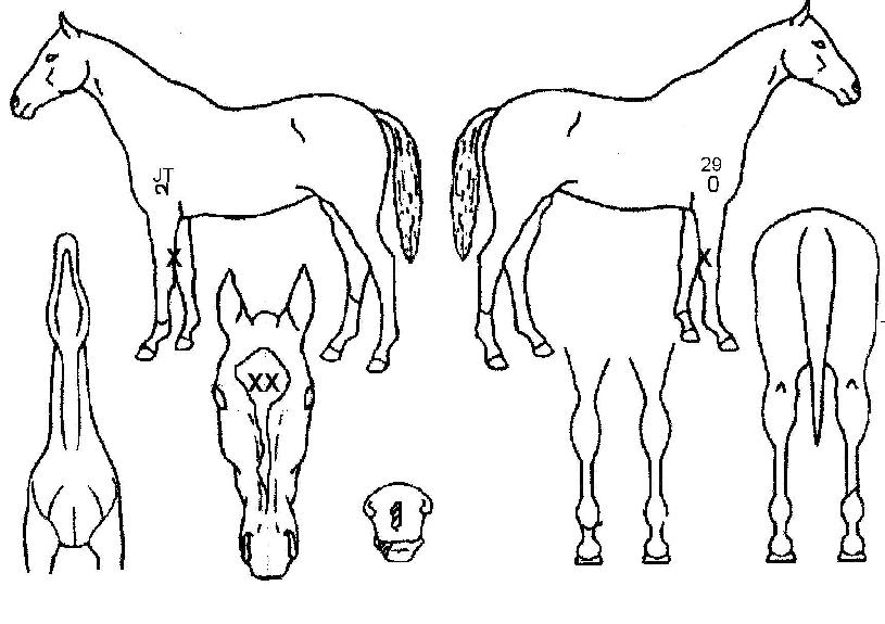 ·¹À̵ð¹Ù¶ó´Ï½ºÅ¸ÀÇ Ãø¸é,¿ì¸é,µÞ¸é,µÎ»ó,´Ù¸®ÀÇ Æ¯Â¡µµÇØ
