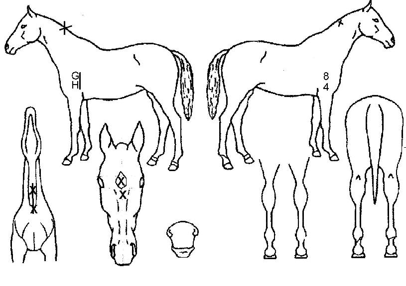 ·¯½Ã¾È´í½ÌÀÇ Ãø¸é,¿ì¸é,µÞ¸é,µÎ»ó,´Ù¸®ÀÇ Æ¯Â¡µµÇØ