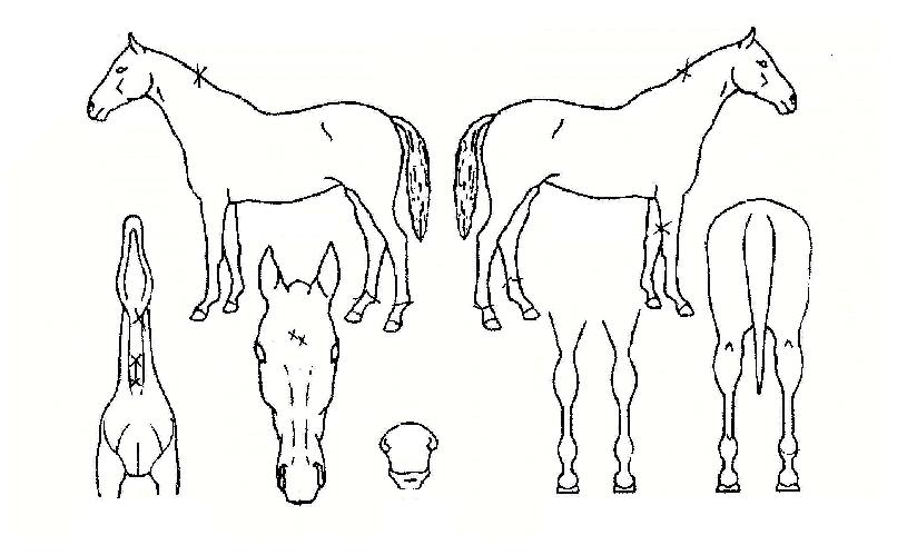 ¼ÇØÃ¢Á¶ÀÇ Ãø¸é,¿ì¸é,µÞ¸é,µÎ»ó,´Ù¸®ÀÇ Æ¯Â¡µµÇØ