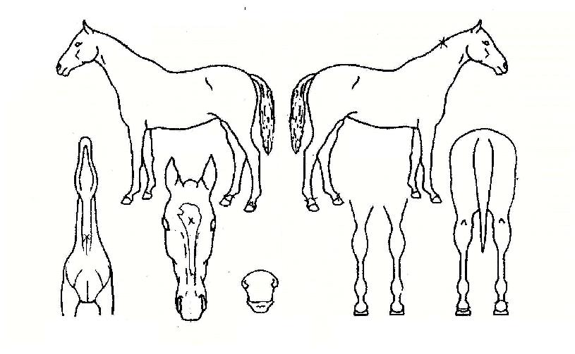 ÅÂÆò¿øÀÇ Ãø¸é,¿ì¸é,µÞ¸é,µÎ»ó,´Ù¸®ÀÇ Æ¯Â¡µµÇØ