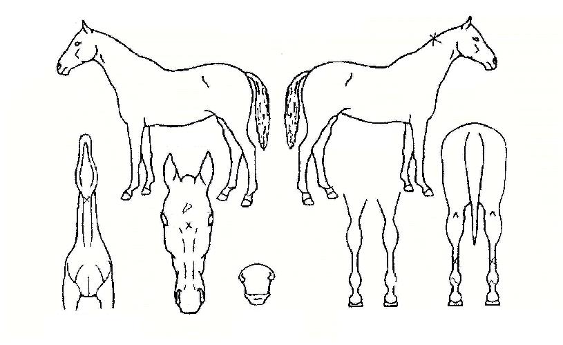 ÁÖ¿Á°°ÀºÀÇ Ãø¸é,¿ì¸é,µÞ¸é,µÎ»ó,´Ù¸®ÀÇ Æ¯Â¡µµÇØ