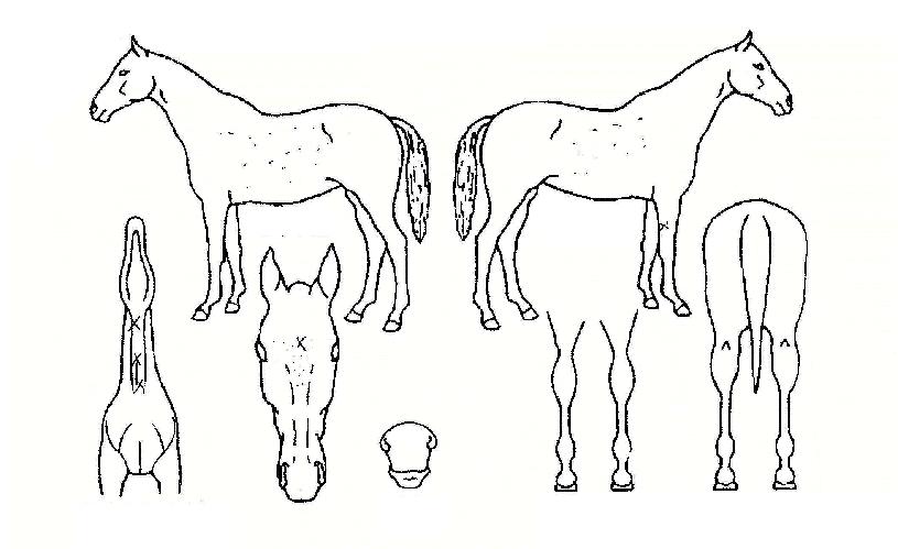 ¿À¸£°£ÇÏÇÁÀÇ Ãø¸é,¿ì¸é,µÞ¸é,µÎ»ó,´Ù¸®ÀÇ Æ¯Â¡µµÇØ