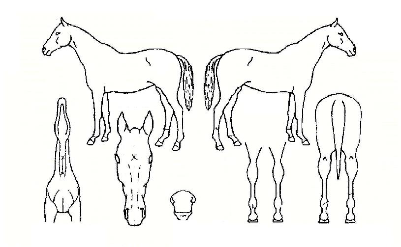 ÇÁ¸°¼¼½ºÁÖ¹ú¸®ÀÚ¸¶ÀÇ Ãø¸é,¿ì¸é,µÞ¸é,µÎ»ó,´Ù¸®ÀÇ Æ¯Â¡µµÇØ