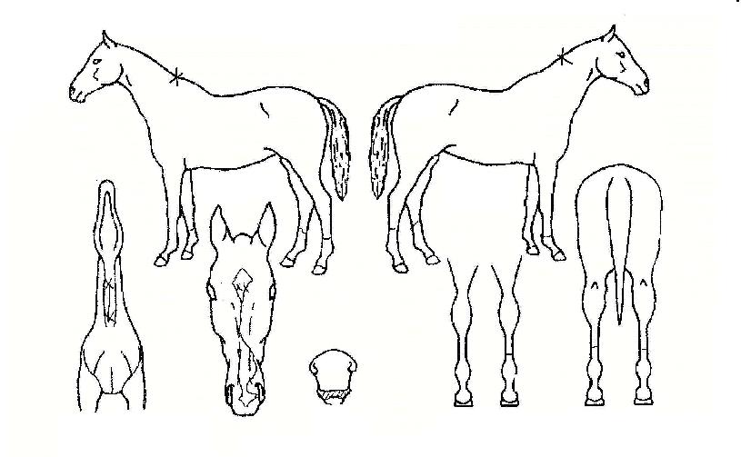 »õ·Î¿î¿©¸íÀÇ Ãø¸é,¿ì¸é,µÞ¸é,µÎ»ó,´Ù¸®ÀÇ Æ¯Â¡µµÇØ