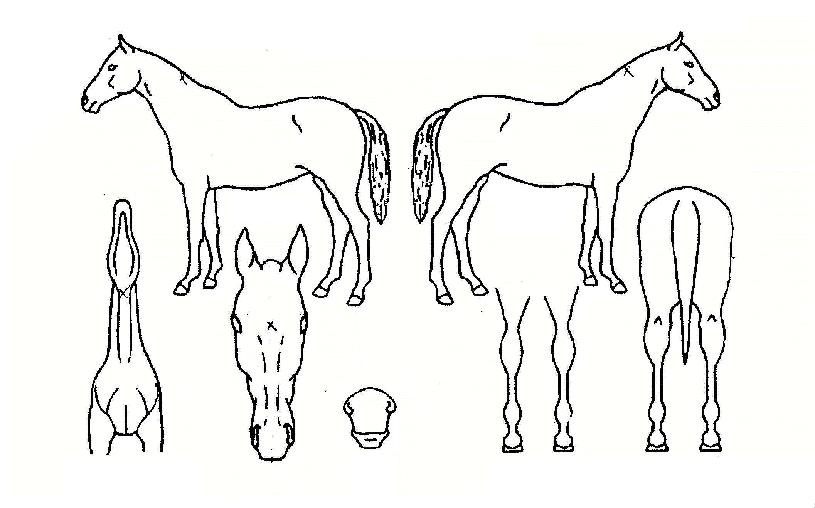 ·çÆæÀÚ¸¶ÀÇ Ãø¸é,¿ì¸é,µÞ¸é,µÎ»ó,´Ù¸®ÀÇ Æ¯Â¡µµÇØ