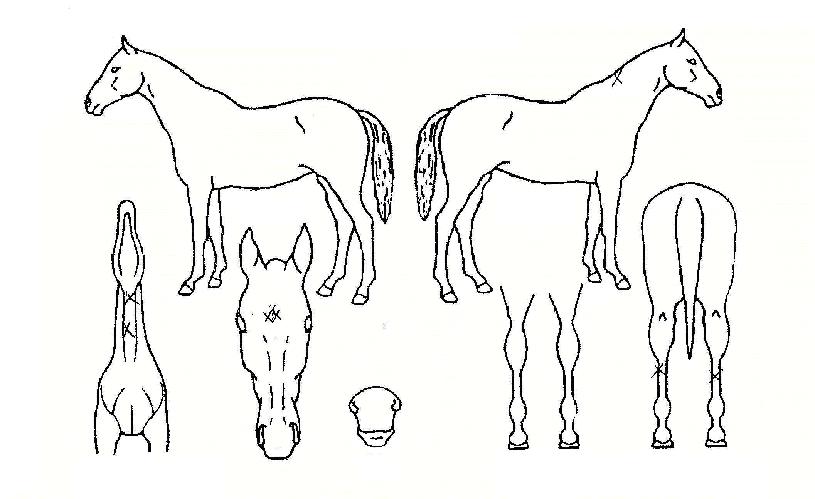 ¿ÀÇÏÀÌ¿ÀÁ¦Æ®ÀÇ Ãø¸é,¿ì¸é,µÞ¸é,µÎ»ó,´Ù¸®ÀÇ Æ¯Â¡µµÇØ